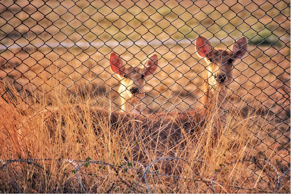 Deer Fence vs Chain Link – The Best Fencing to Keep Deer Out