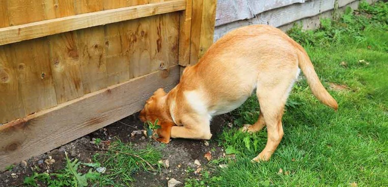 dog digging under fence